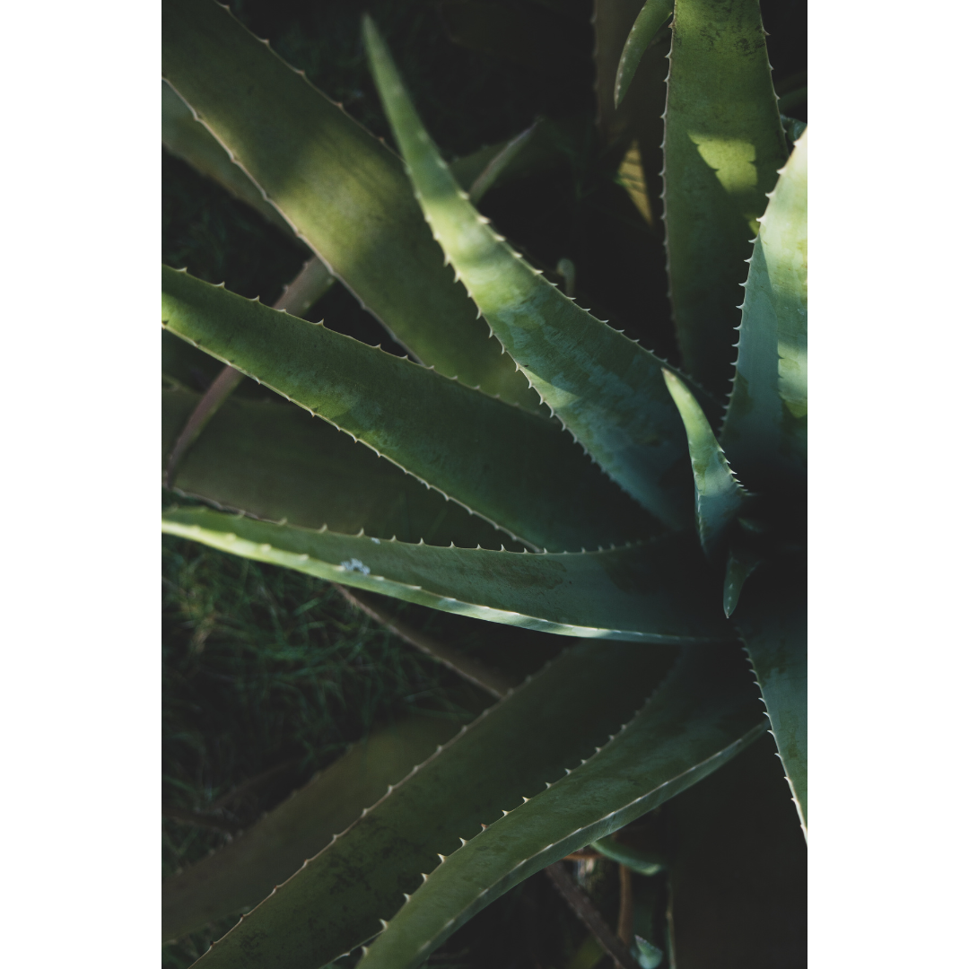 Aloe. 55cm x 80 cm